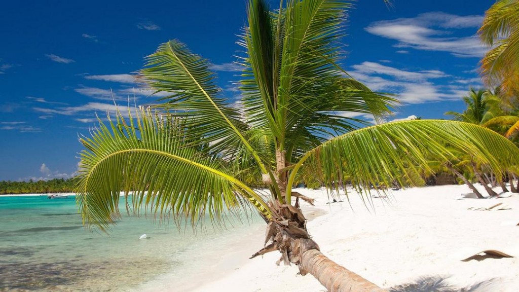 Coconut Palm On Caribbean Beach, Saona