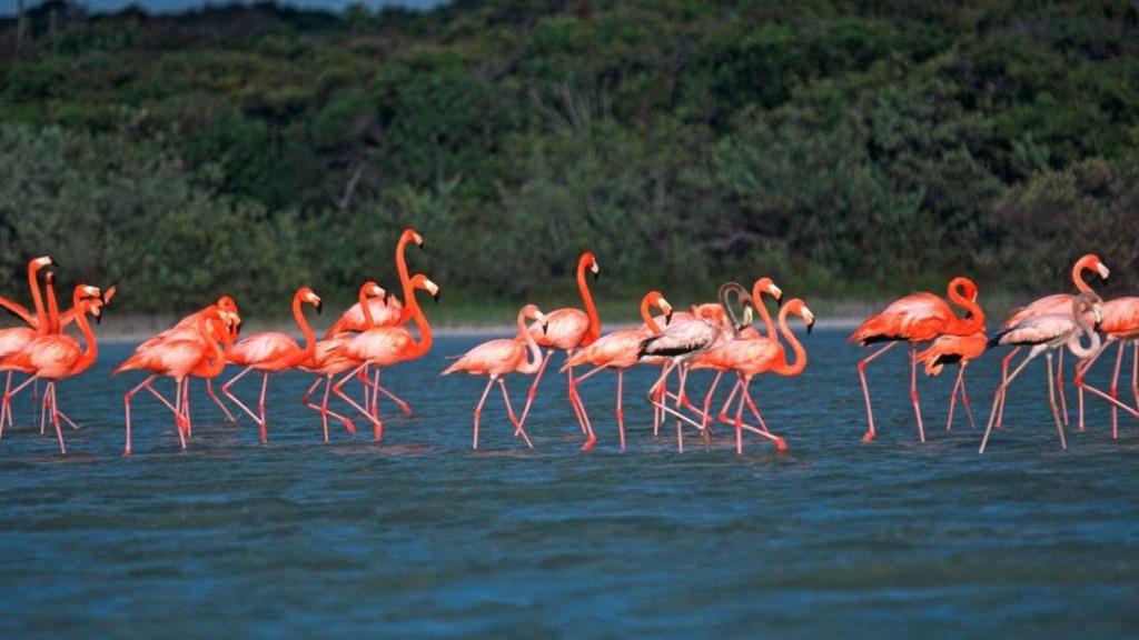 Flamingos at Laguna de Oviedo
