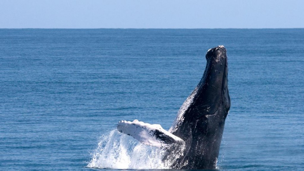 Watch the humpback whales in the bay of Samaná