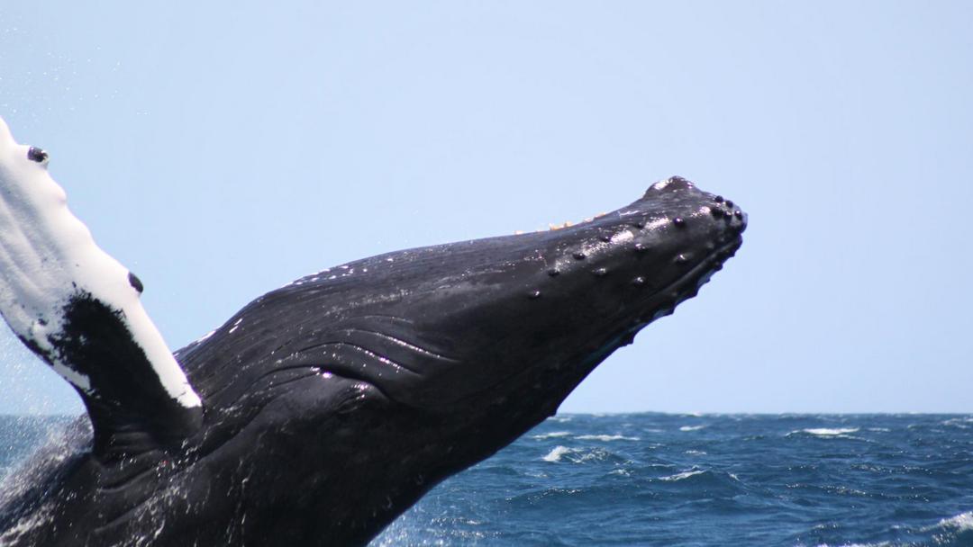 Watch the humpback whales in the bay of Samaná