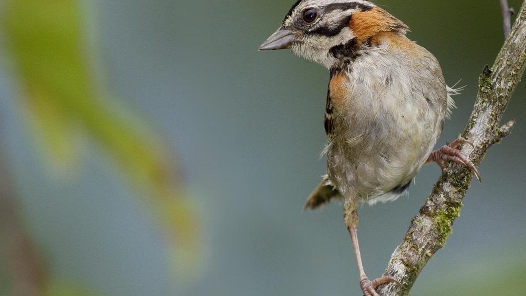 Vogelbeobachtung in der Dominikanischen Republik