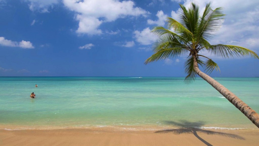 Palm tree leaning over beach on the Samana peninsula.
