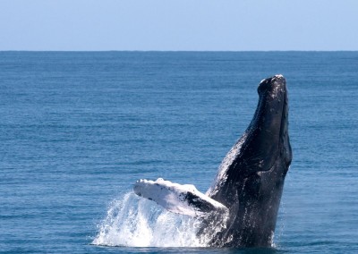 Humpback Whales in the bay of Samaná