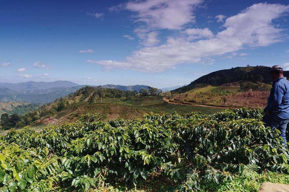 Coffee plantation, Jarabacoa