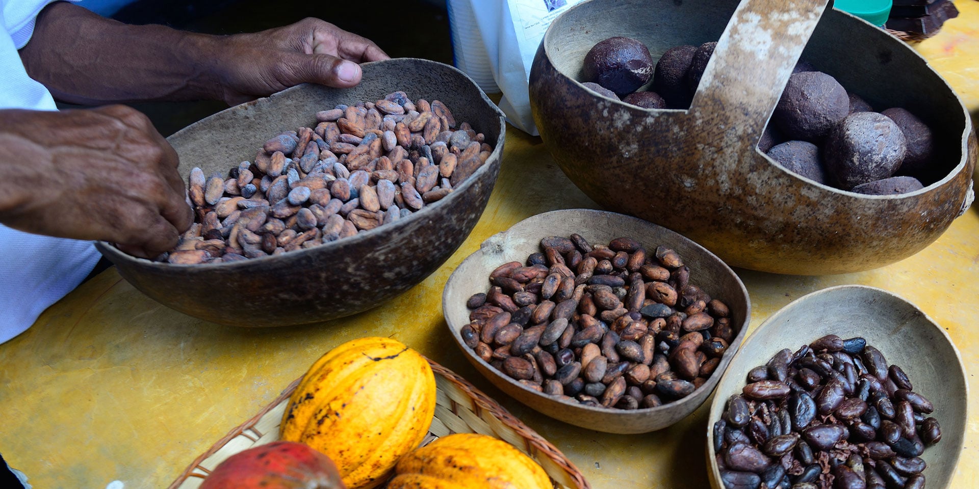 Plantacion de Cacao