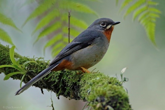 Rufous throated Solitaire